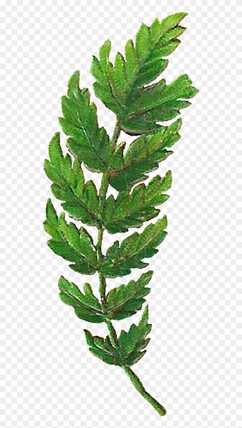 Leaf Botanical Artwork Digital Clipart Image Png - Fern