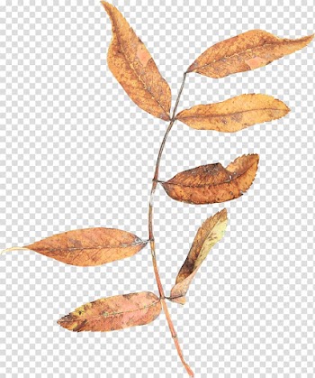 Leaf Branch Autumn Twig , leaves transparent background PNG clipart
