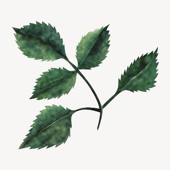 Leaf branch collage element vector | Free Vector Illustration - rawpixel