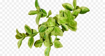 Leaf, Branch, Download, Flower, Plant PNG
