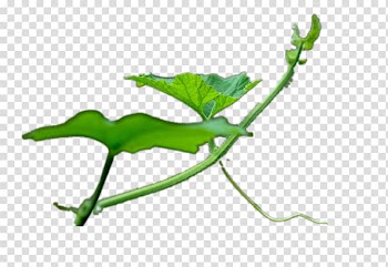 Leaf Branch Euclidean Icon, Leaves of grass transparent background PNG clipart