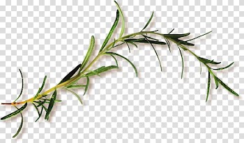 Leaf Branch, Green leaves transparent background PNG clipart
