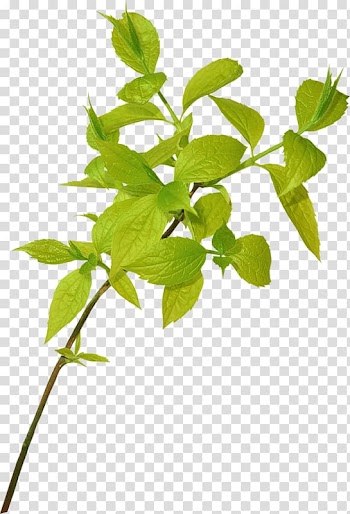 Leaf Branch, Leaf transparent background PNG clipart