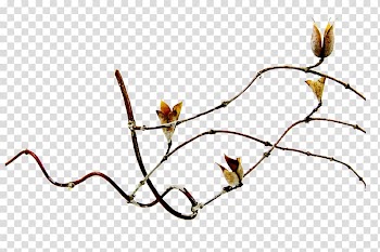 Leaf Branch , Leaf transparent background PNG clipart