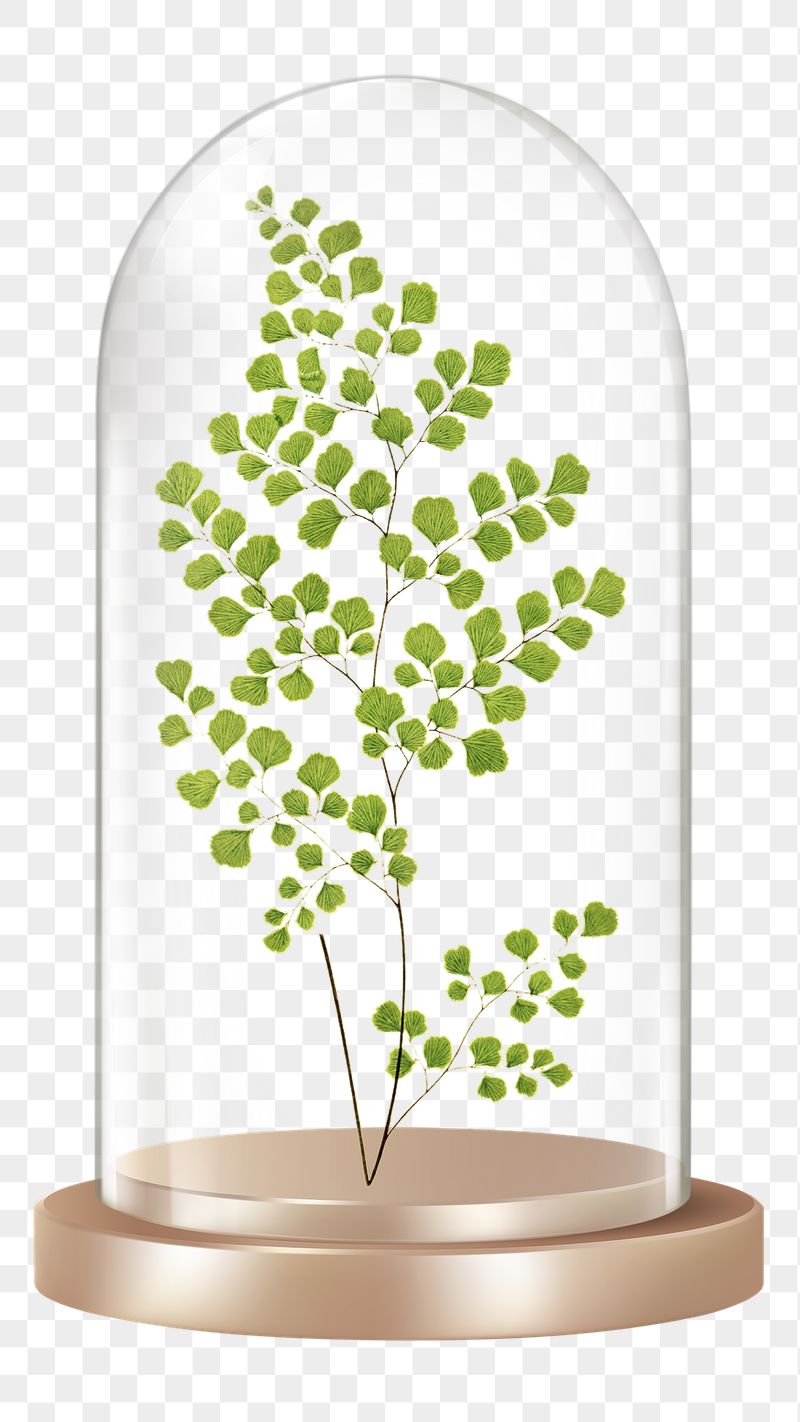 Leaf branch png glass dome | Free PNG - rawpixel