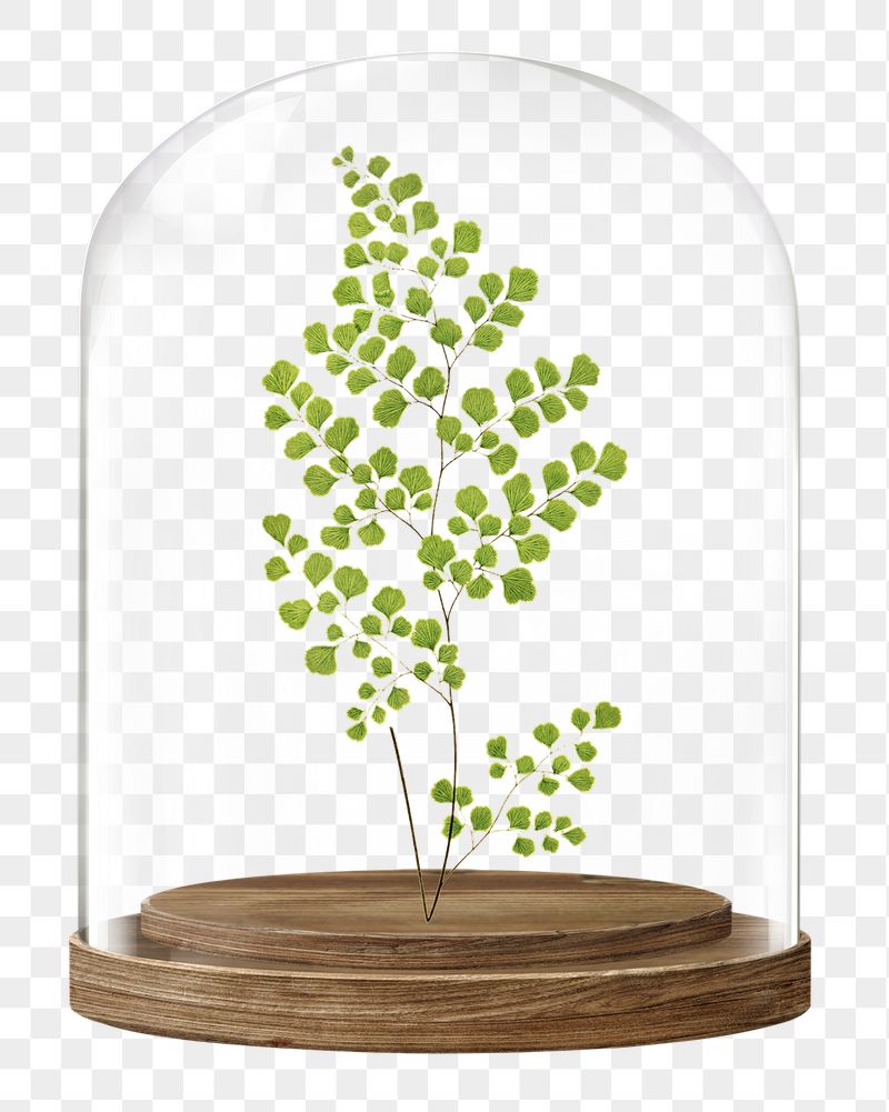 Leaf branch png glass dome | Free PNG - rawpixel