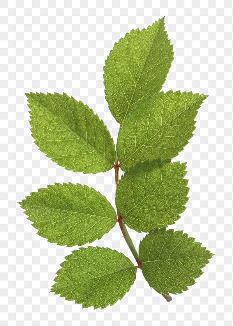 Leaf branch png sticker, cut | Free PNG - rawpixel