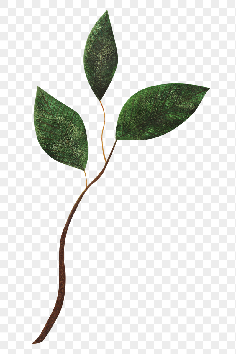 Leaf branch png sticker, transparent | Free PNG Illustration - rawpixel