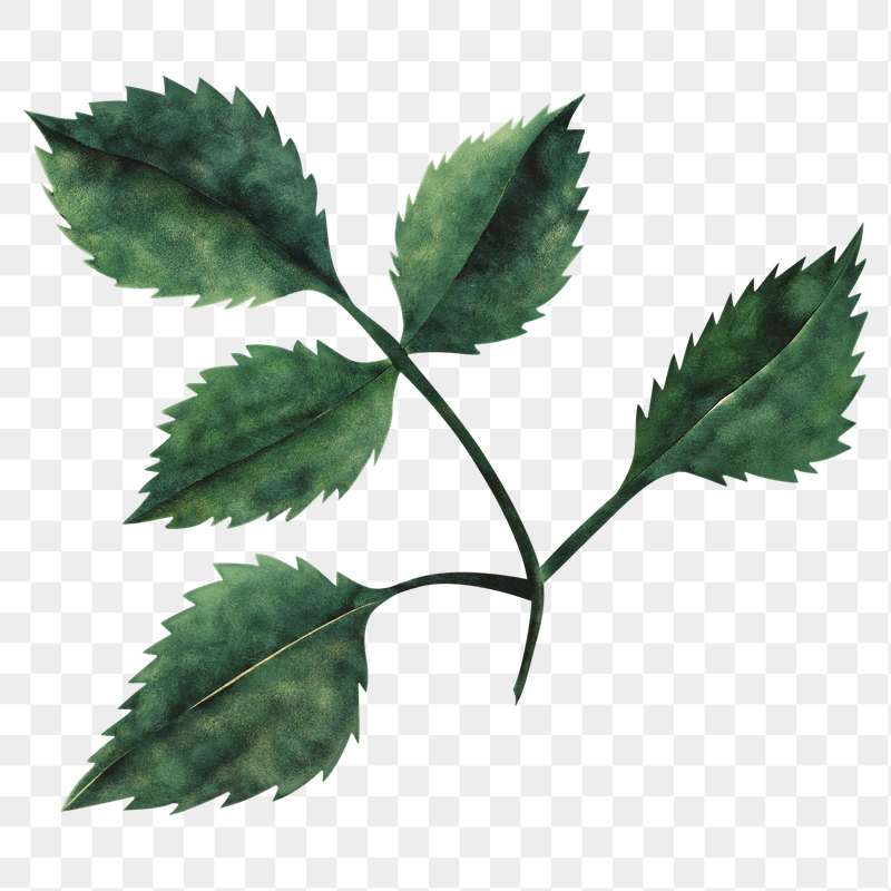 Leaf branch png sticker, transparent | Free PNG Illustration - rawpixel