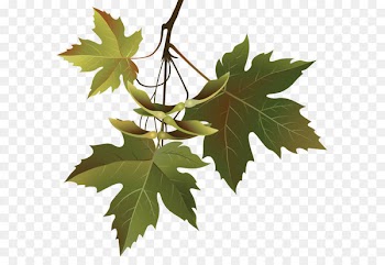 Leaf Branch Tree Clip art - Autumn Leaves Branch PNG Clipart Image 