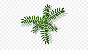 Leaf Branch Tree Plant stem Fern - monstera 