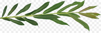 Leaf Branch Tree Weeping willow - lilac 