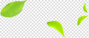 Leaf Brand , Leaves transparent background PNG clipart