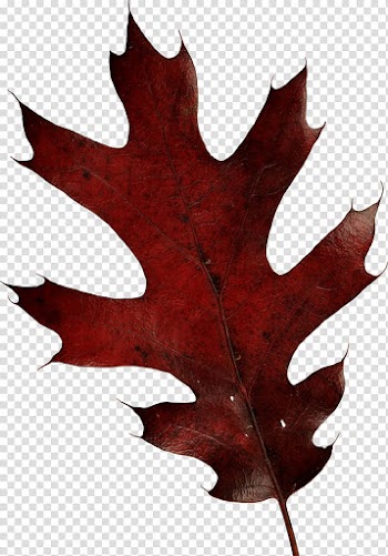 Leaf Brown Autumn, autumn leaf transparent background PNG clipart