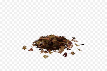 leaf brown plant flower herb