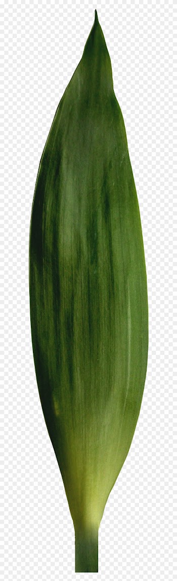 Leaf Bud Flower Plant Stem Petal - Banana