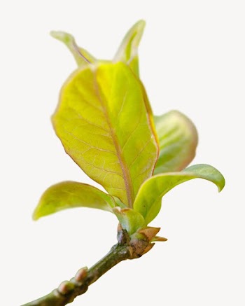 Leaf bud isolated design | Free Photo - rawpixel