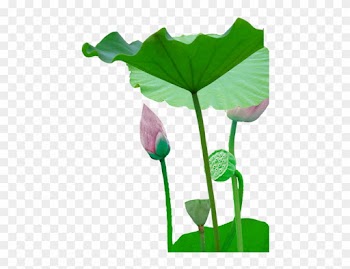 Leaf Bud Plant Stem Flower - Sacred Lotus