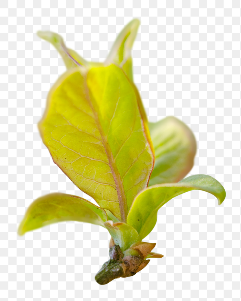 Leaf bud png sticker, transparent | Free PNG - rawpixel