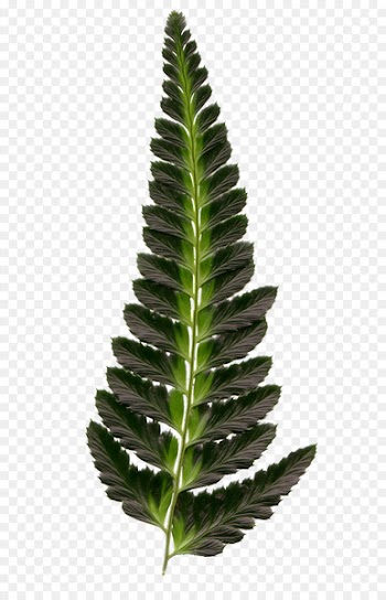 Leaf Burknar Plant - Fairy tale leaves 