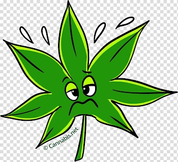 Leaf Cannabis Kush Thai stick , Leaf transparent background PNG clipart