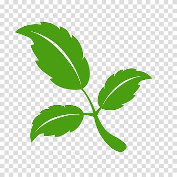 Leaf Cartoon, leaf transparent background PNG clipart