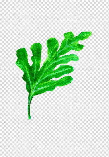 Leaf Citrullus lanatus Computer file, Watermelon leaf transparent background PNG clipart