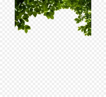 Leaf Clip art - Bush PNG image 