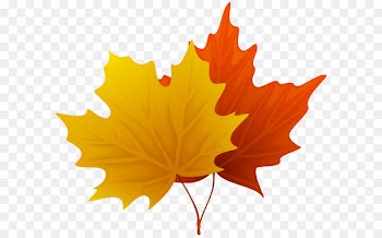 Leaf Clip art - Fall Maple Leaves PNG Decorative Clipart Image 