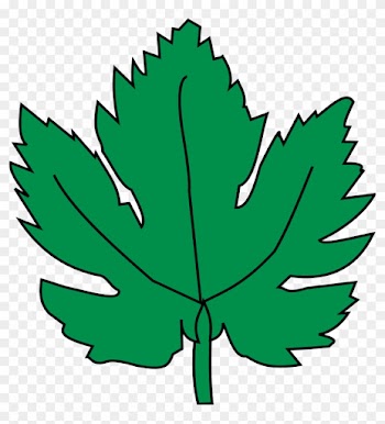 Leaf Clip Art Free Pictures - Imagen De Hoja De Parra