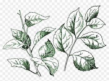 Leaf Clip Art - Leaf Clip Art