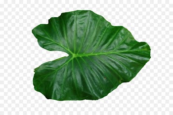 Leaf Clip art - Leaf PNG Pic 