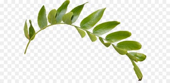 Leaf Clip art - Leaves Png Hd 