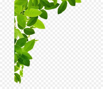 Leaf Clip art - Leaves Transparent 