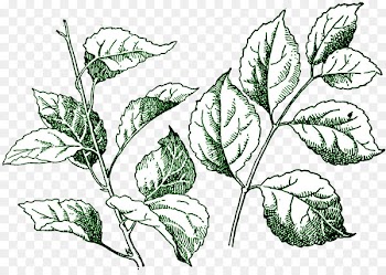 Leaf Clip art - Passport Stamps Clipart 