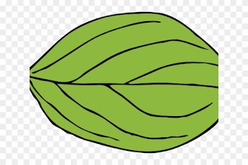 Leaf Clipart Apple Tree - Oval Leaf