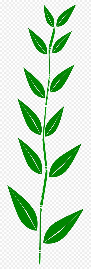 Leaf - Clipart - Bamboo Leaf Clipart