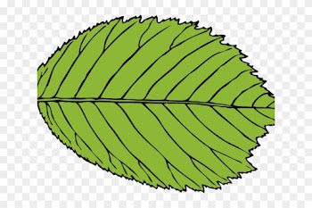 Leaf Clipart Beech Tree - Leaf Clip Art