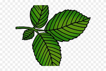 Leaf Clipart Elm Tree - Leaf Clipart Elm Tree