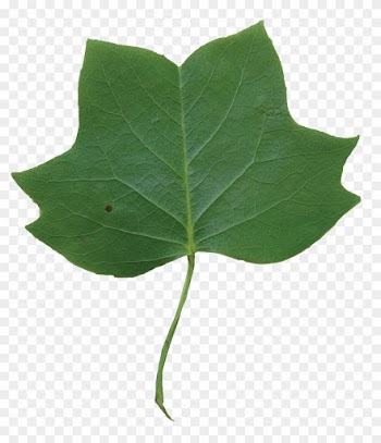 Leaf Clipart Tulip Tree - Tulip Poplar