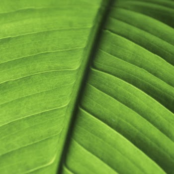 Leaf close up background, green | Free Photo - rawpixel