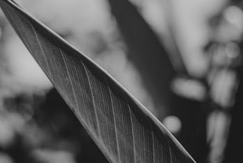 Leaf Closeup Photo