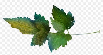 Leaf Clover Clip Art - Leaf