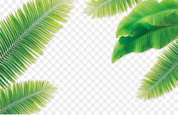 Leaf Coconut Arecaceae - Coconut leaves 
