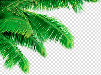 Leaf Coconut Arecaceae, Leaves transparent background PNG clipart