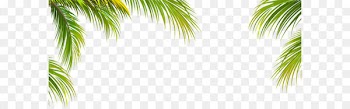 Leaf Coconut Arecaceae Tree - Green coconut leaf border texture 