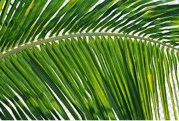 Leaf Coconut, Coconut leaves decorative design material transparent background PNG clipart