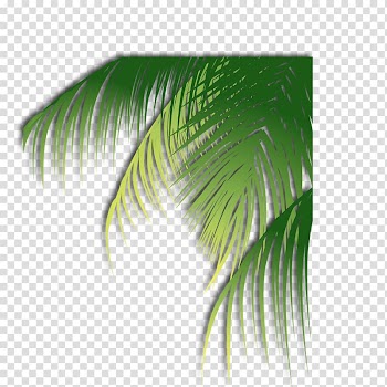 Leaf Coconut, Coconut leaves transparent background PNG clipart