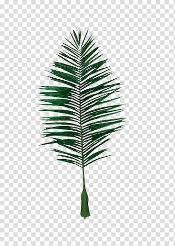 Leaf Coconut Evergreen, Fake coconut leaves material transparent background PNG clipart