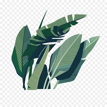 Leaf Coconut Illustration - Green coconut leaves 